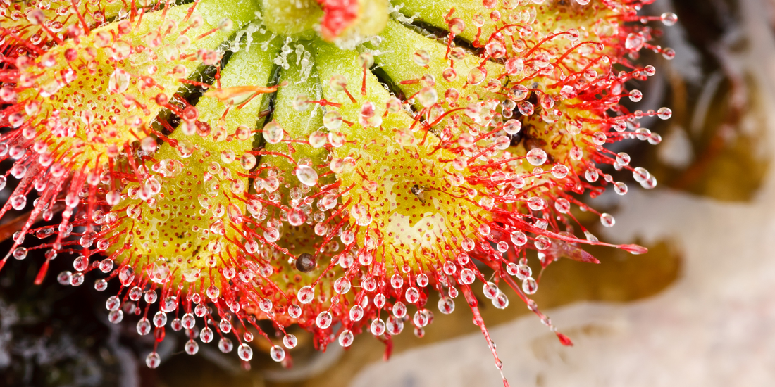 Temperate Sundews (Drosera) Growing Instructions