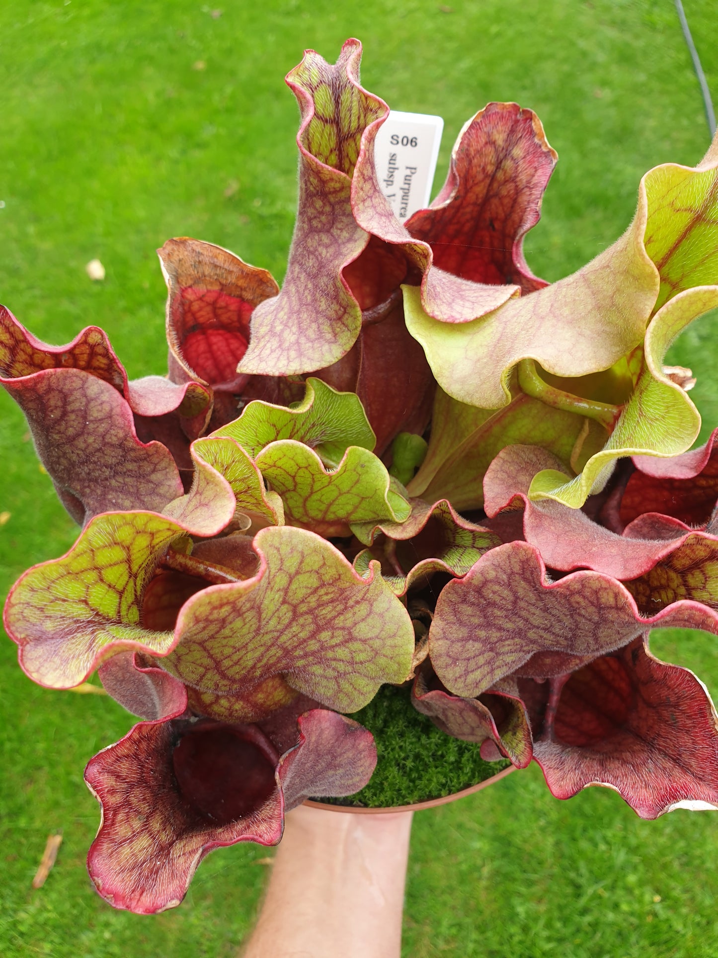 Sarracenia purpurea ssp. venosa - American Pitcher Plant