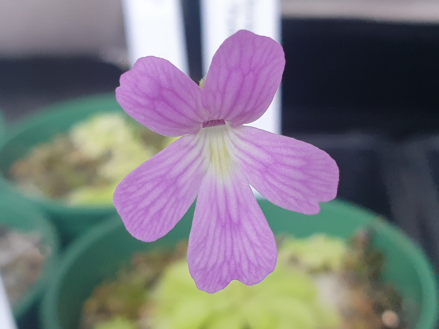 Pinguicula 'Weser' x emarginata - Mexican Butterwort