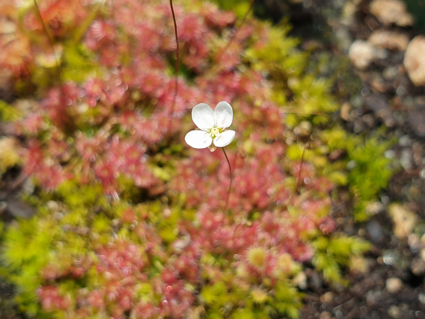 Drosera pygmaea (Mount Lofty, AU) - Pygmy Sundew