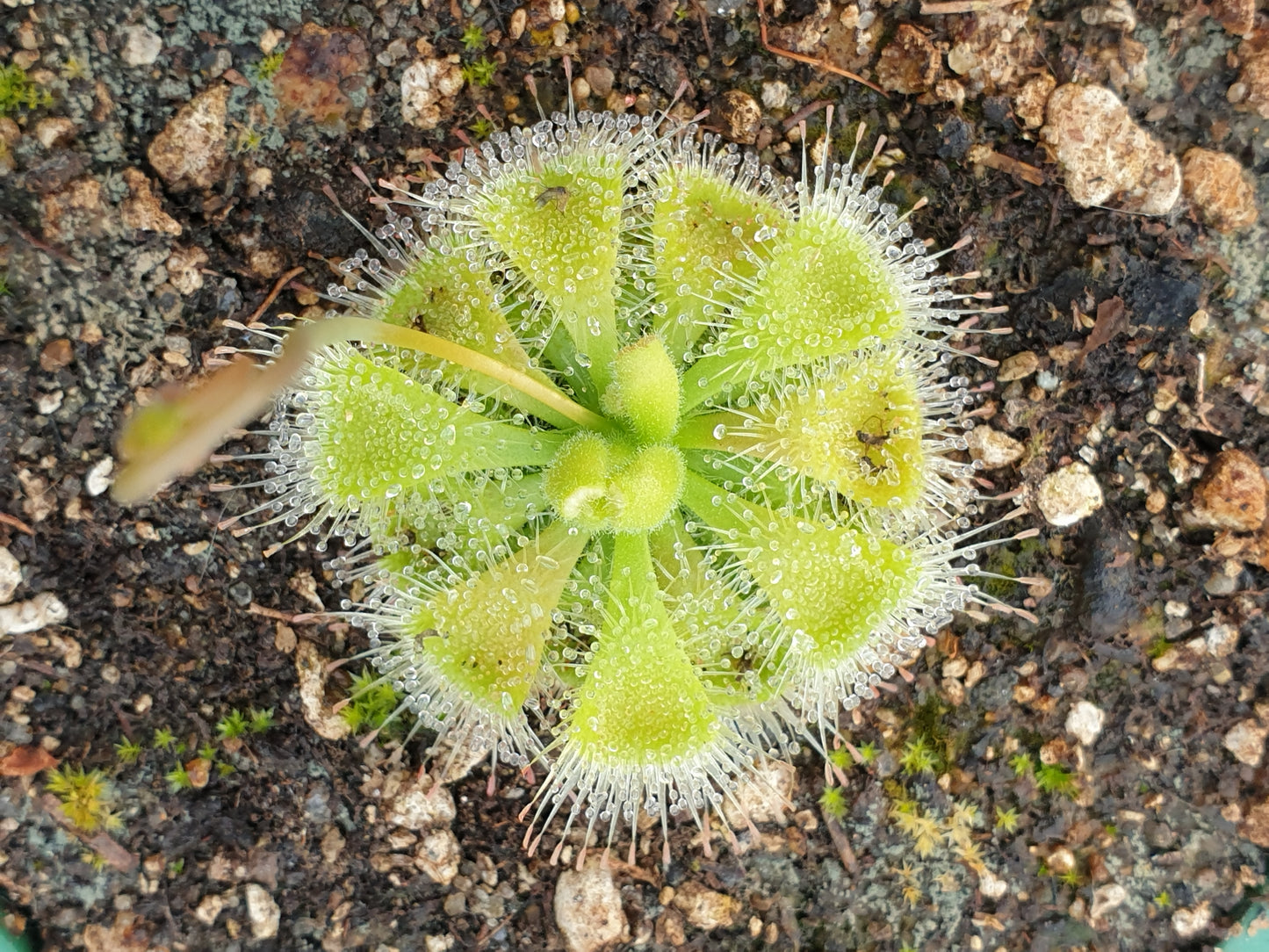 Drosera burmanii - Sundew