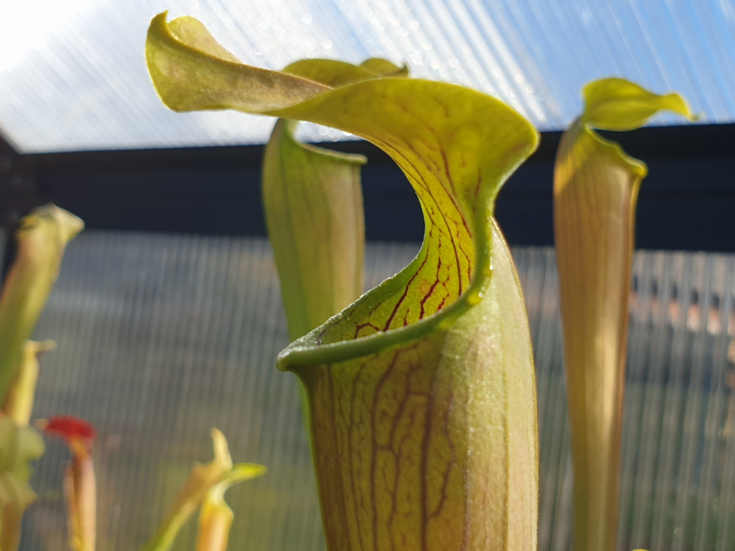 Sarracenia alata var. alata 'Giant Green Pubescent Form' (Mississippi, USA) - American Pitcher Plant