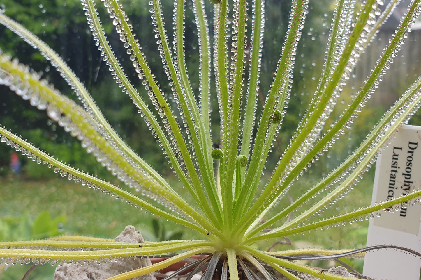 Drosophyllum lusitanicum - Dewy Pine