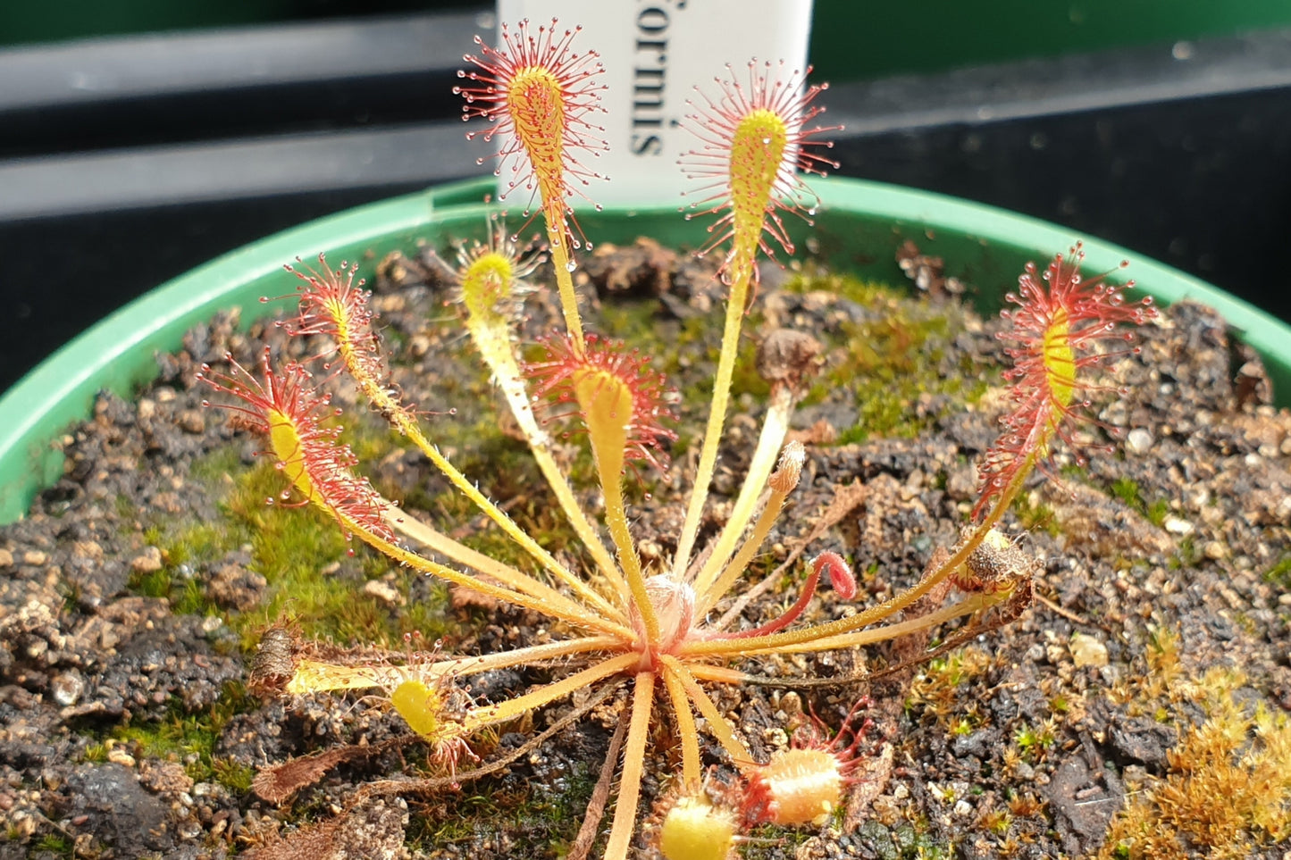 Drosera nidiformis - The Nestle Leafed Sundew