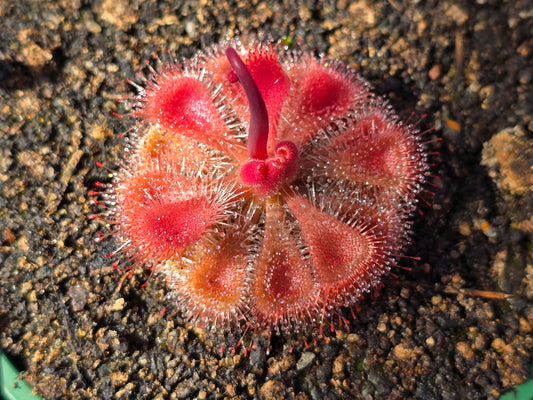 Drosera burmanii (Humpty Doo, AU) - Sundew