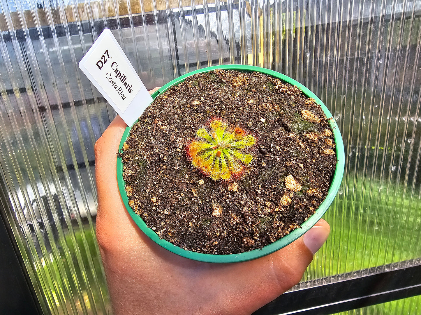 Drosera capillaris (Costa Rica) - The Pink Sundew