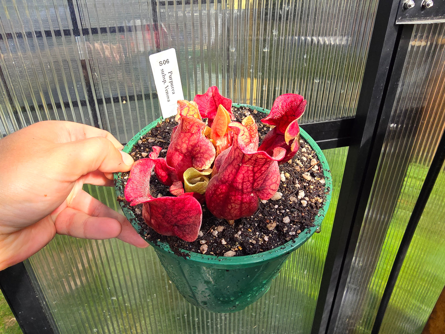 Sarracenia purpurea ssp. venosa - American Pitcher Plant