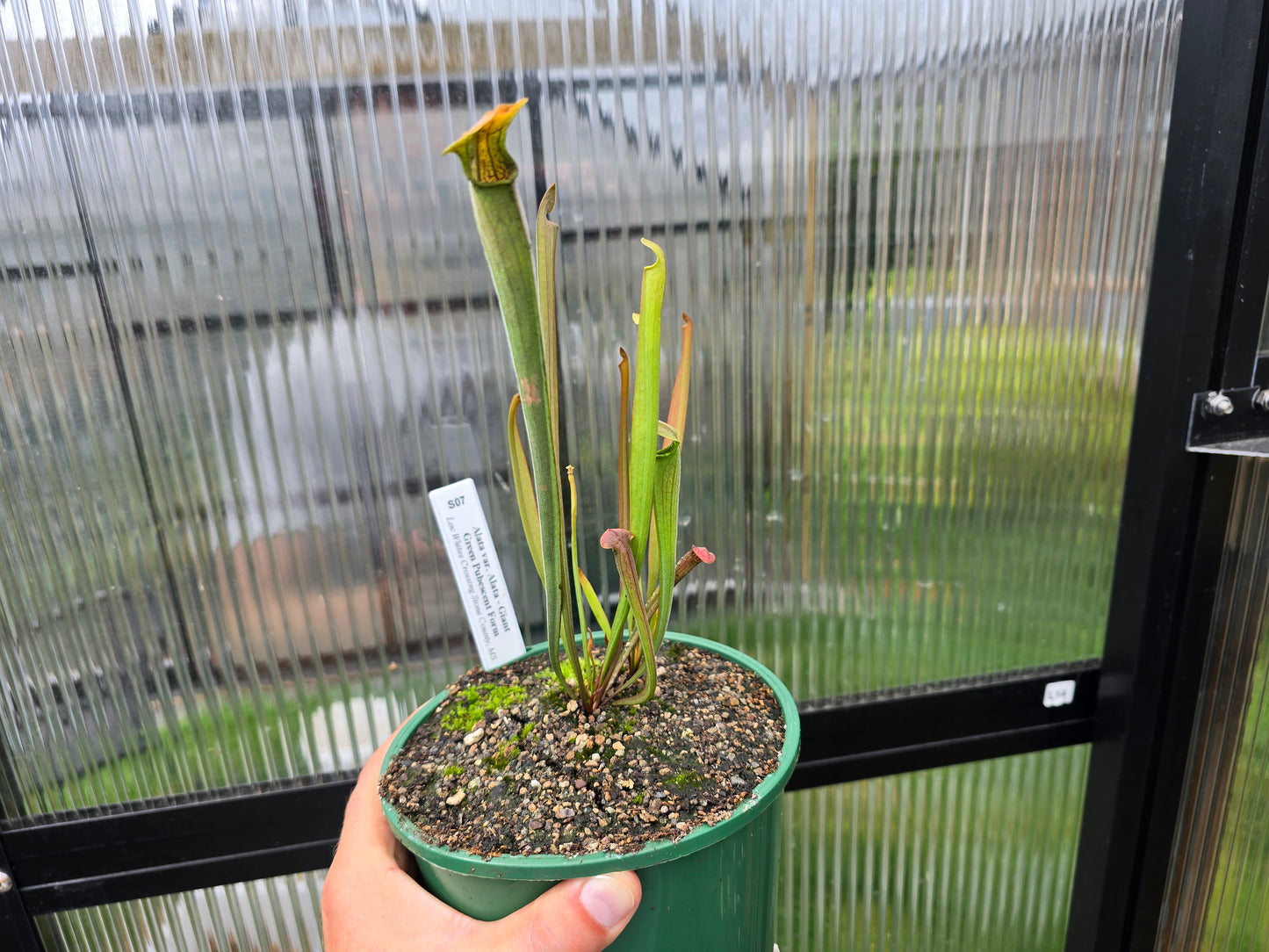 Sarracenia alata var. alata 'Giant Green Pubescent Form' (Mississippi, USA) - American Pitcher Plant