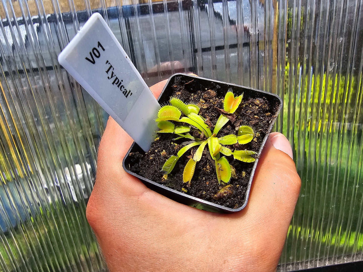 Dionaea muscipula 'Typical' - Venus Fly Trap