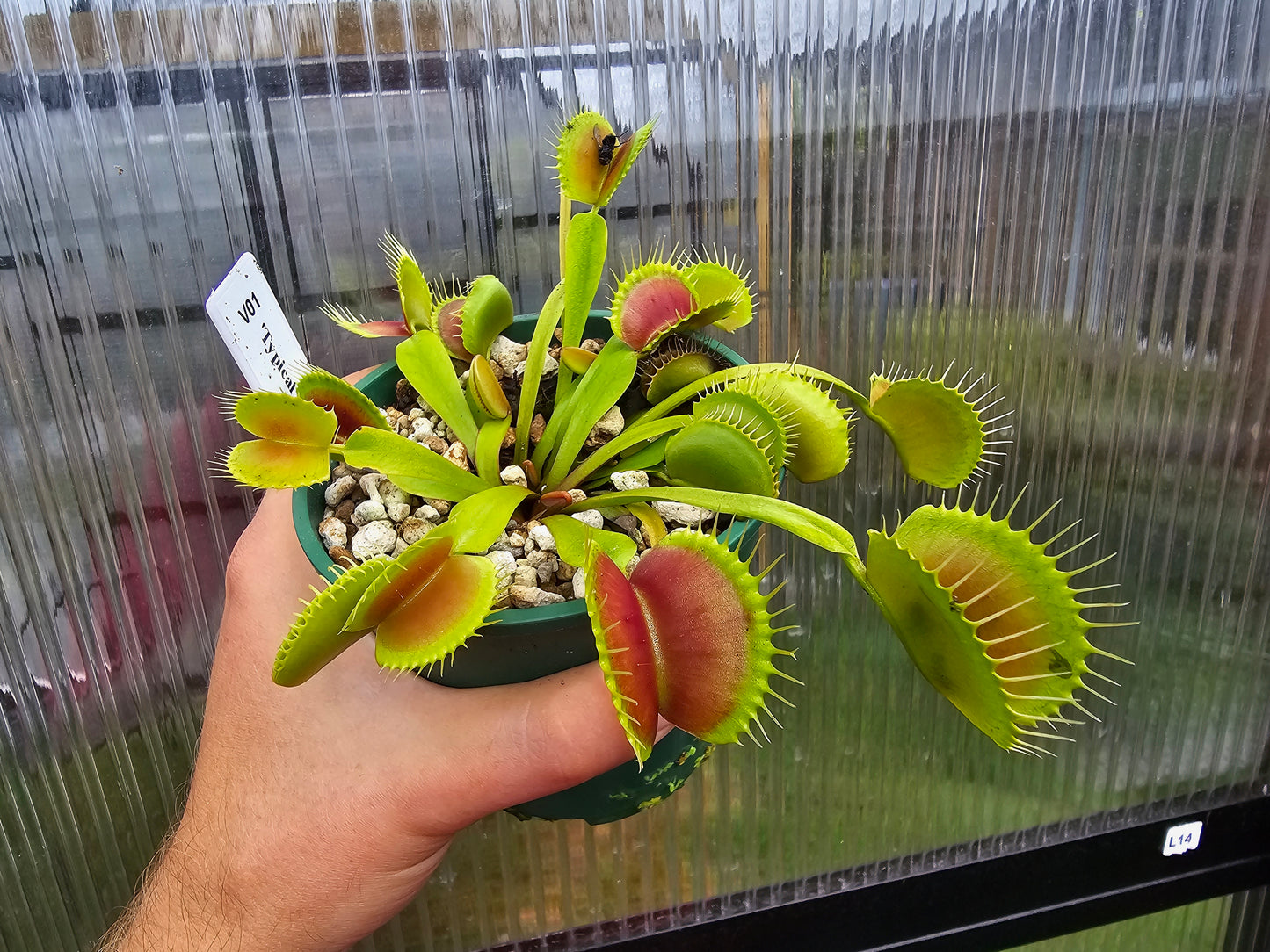 Dionaea muscipula 'Typical' - Venus Fly Trap