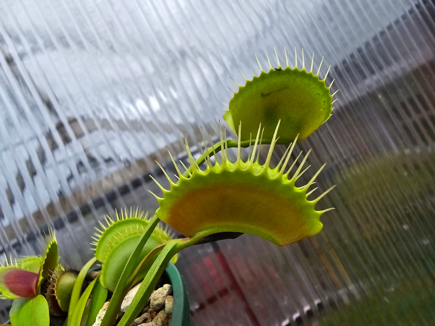 Dionaea muscipula 'Typical' - Venus Fly Trap