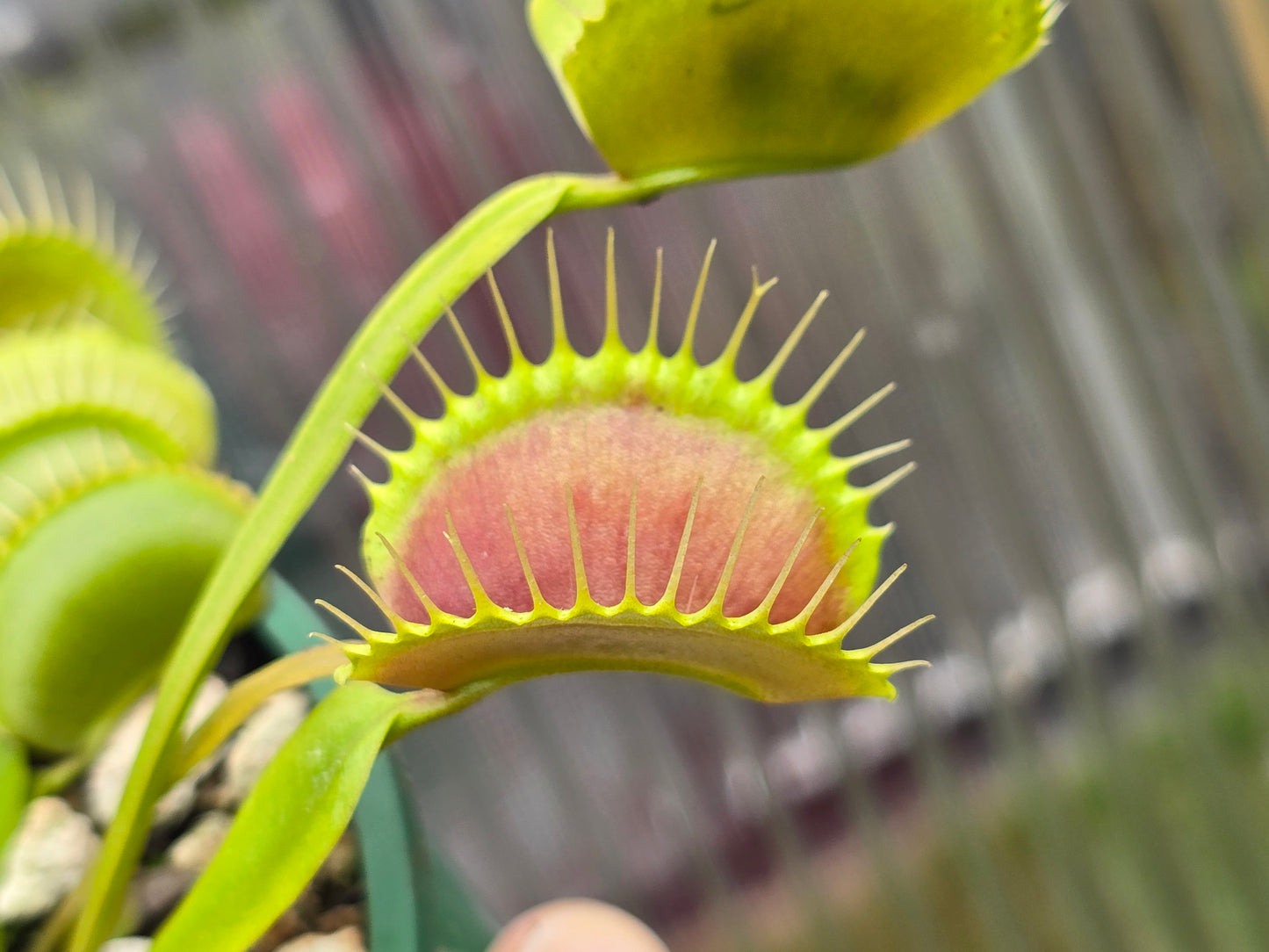 Dionaea muscipula 'Typical' - Venus Fly Trap