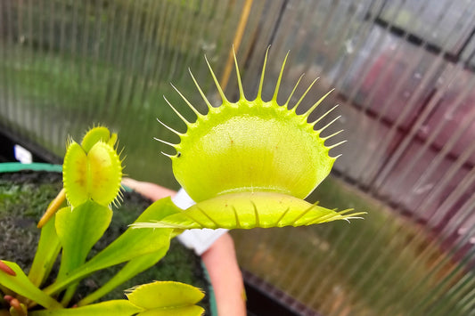 Dionaea muscipula 'Yellow Form' - Venus Fly Trap