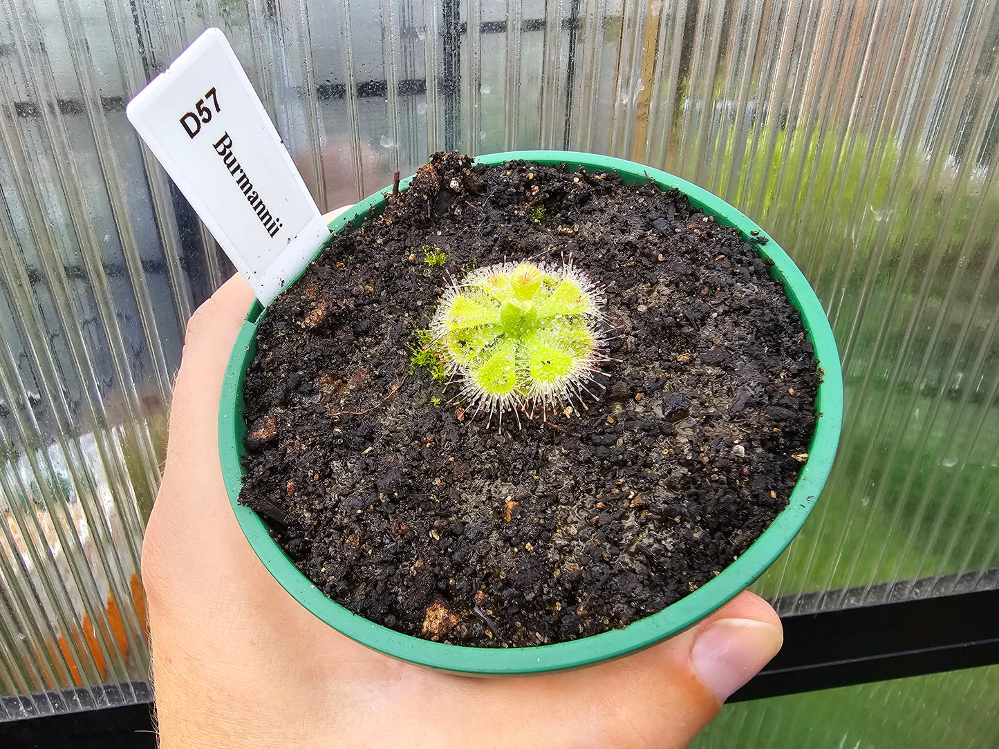 Drosera burmanii - Sundew