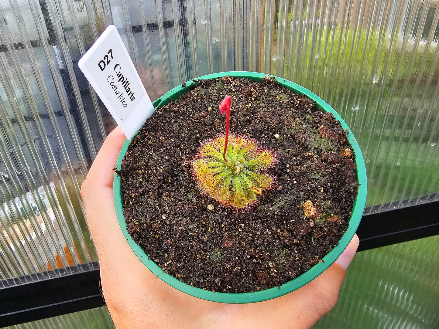 Drosera capillaris (Costa Rica) - The Pink Sundew