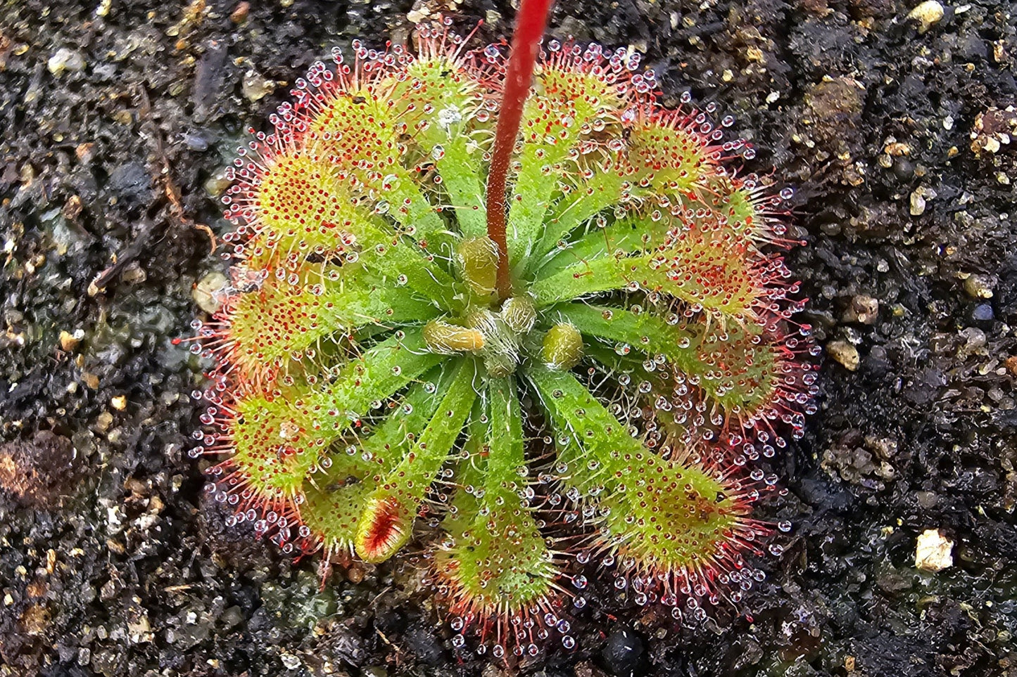 Drosera capillaris (Costa Rica) - The Pink Sundew