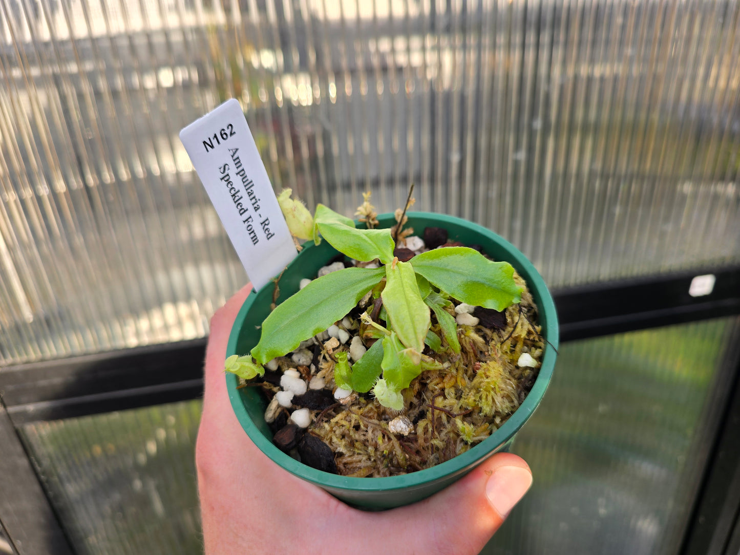 Nepenthes ampullaria 'Red Speckled Form' - Lowland Tropical Pitcher Plant