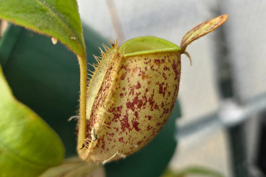 Nepenthes ampullaria 'Red Speckled Form' - Lowland Tropical Pitcher Plant