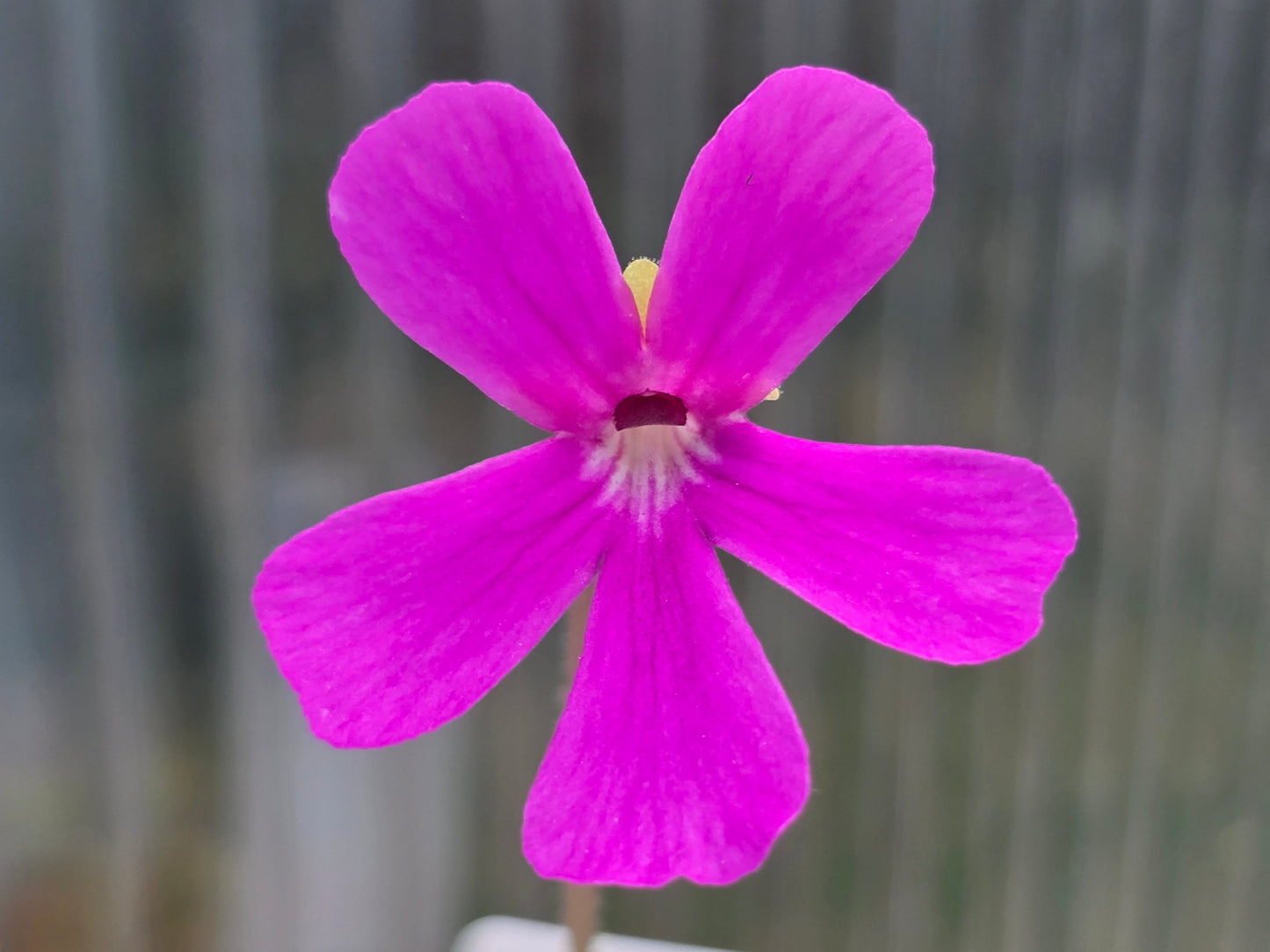 Pinguicula ehlersiae x mesophytica - Mexican Butterwort