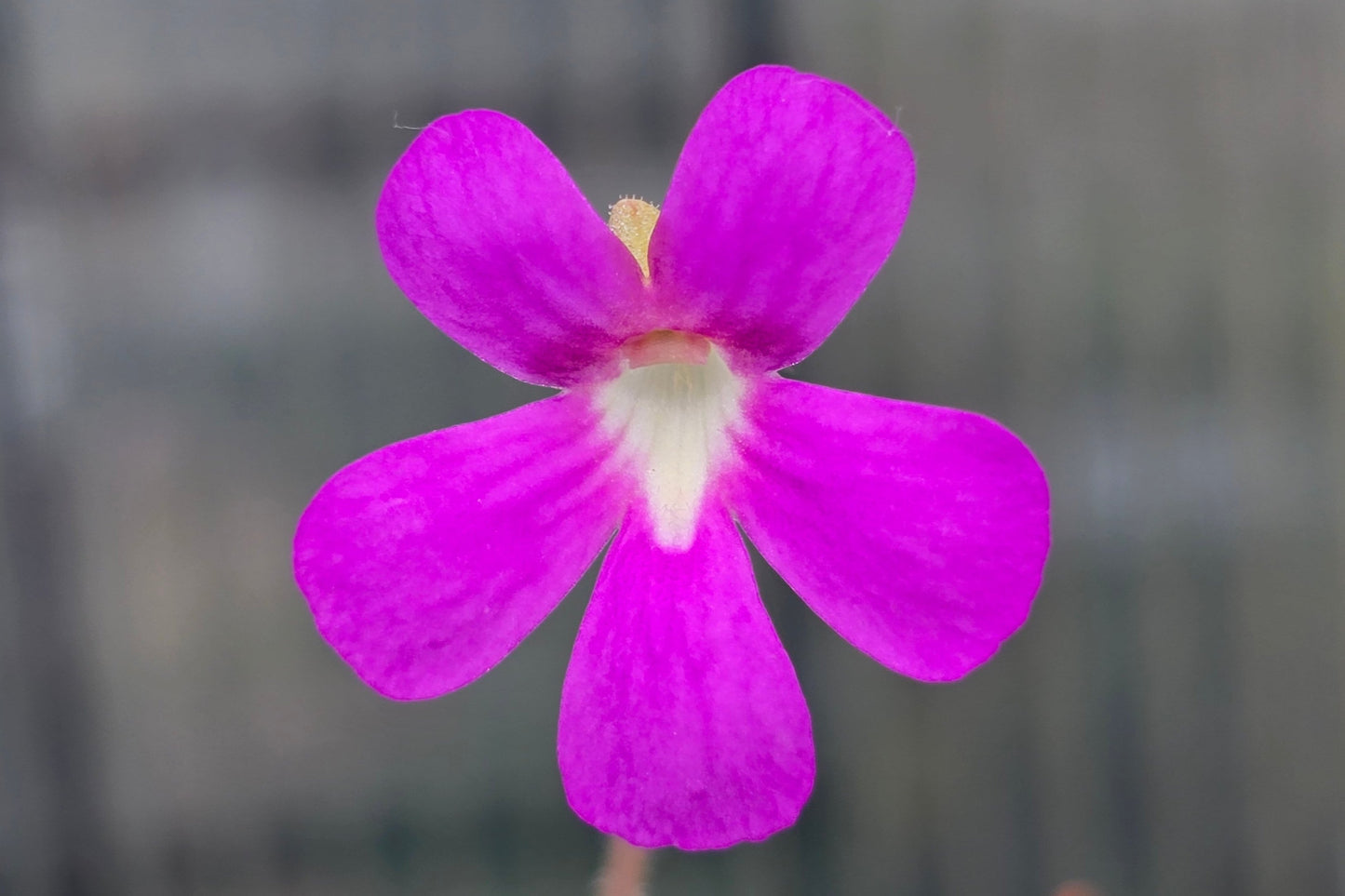 Pinguicula 'Weser' x jaumavensis -  Mexican Butterwort