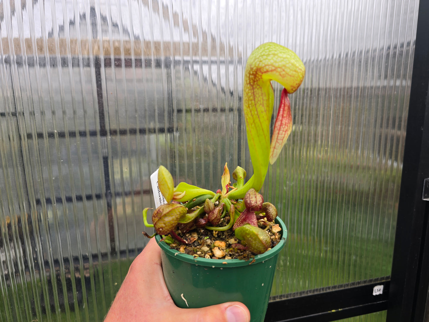 Darlingtonia californica - Cobra Lilies