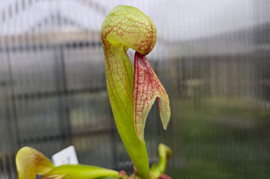 Darlingtonia californica - Cobra Lilies