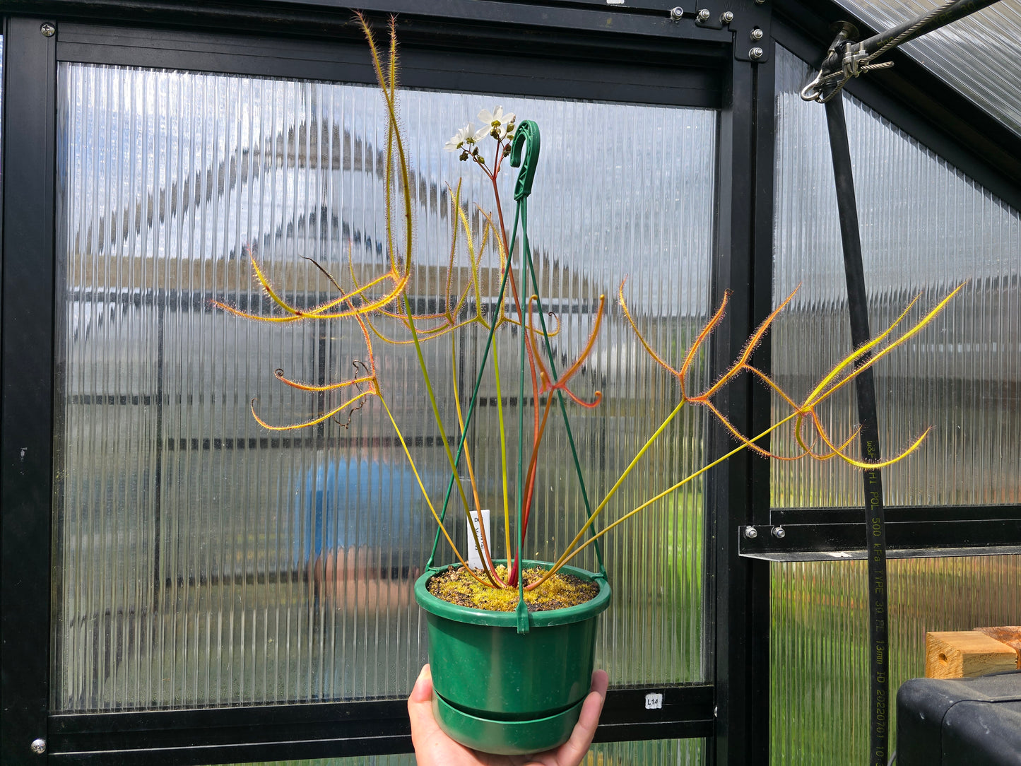 Drosera binata var. dichotoma "Giant Form" - Giant Forked Sundew