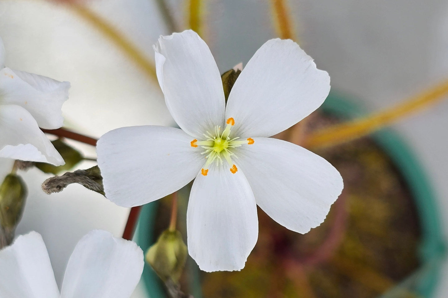 Drosera binata var. dichotoma "Giant Form" - Giant Forked Sundew