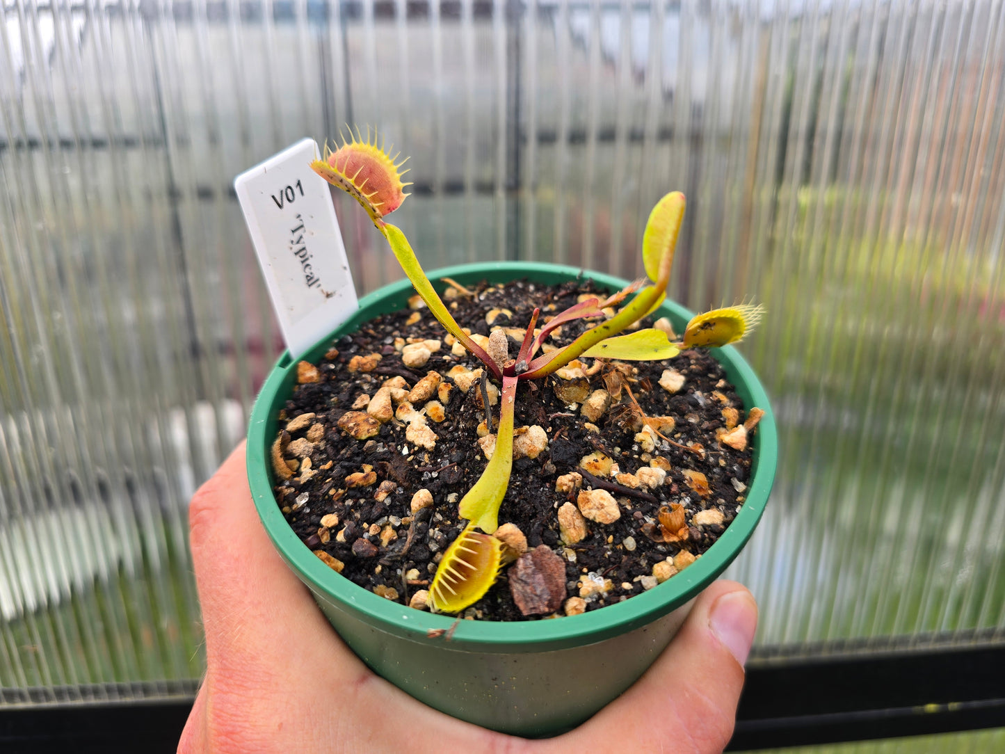 Dionaea muscipula 'Typical' - Venus Fly Trap