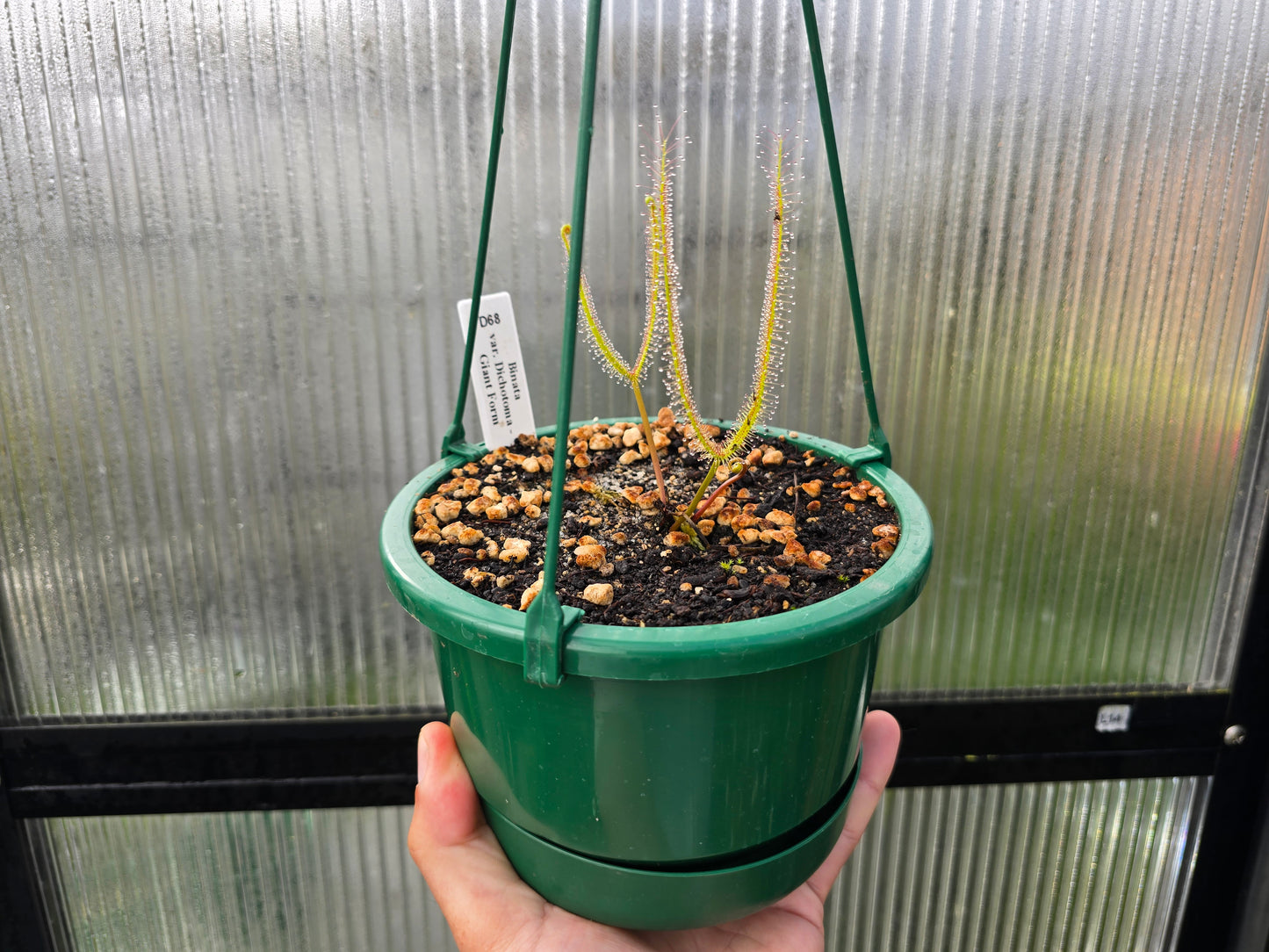 Drosera binata var. dichotoma "Giant Form" - Giant Forked Sundew