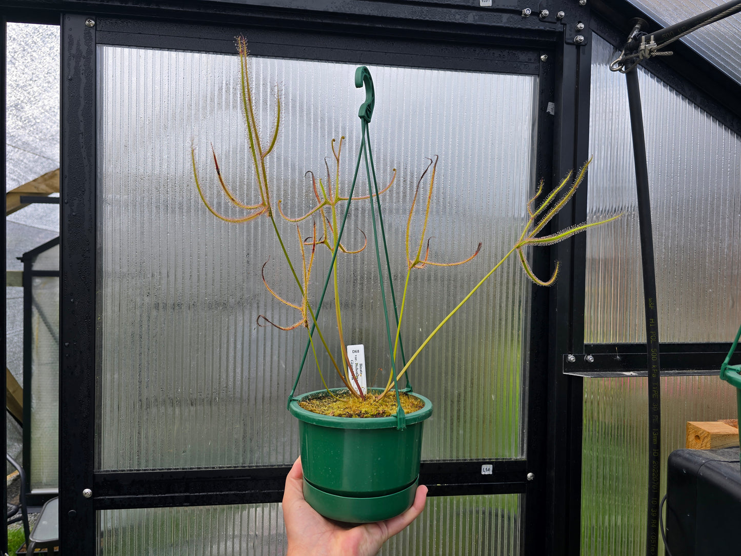 Drosera binata var. dichotoma "Giant Form" - Giant Forked Sundew