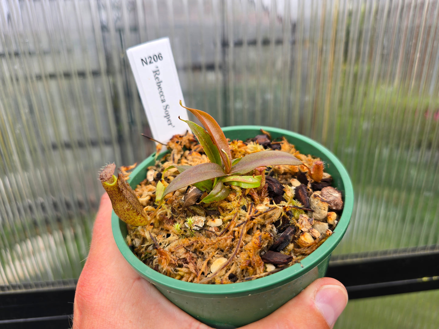 Nepenthes 'Rebecca Soper' - Highland Tropical Pitcher Plant