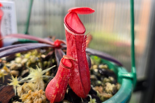 Nepenthes albomarginata 'Red Form' - Lowland Tropical Pitcher Plant