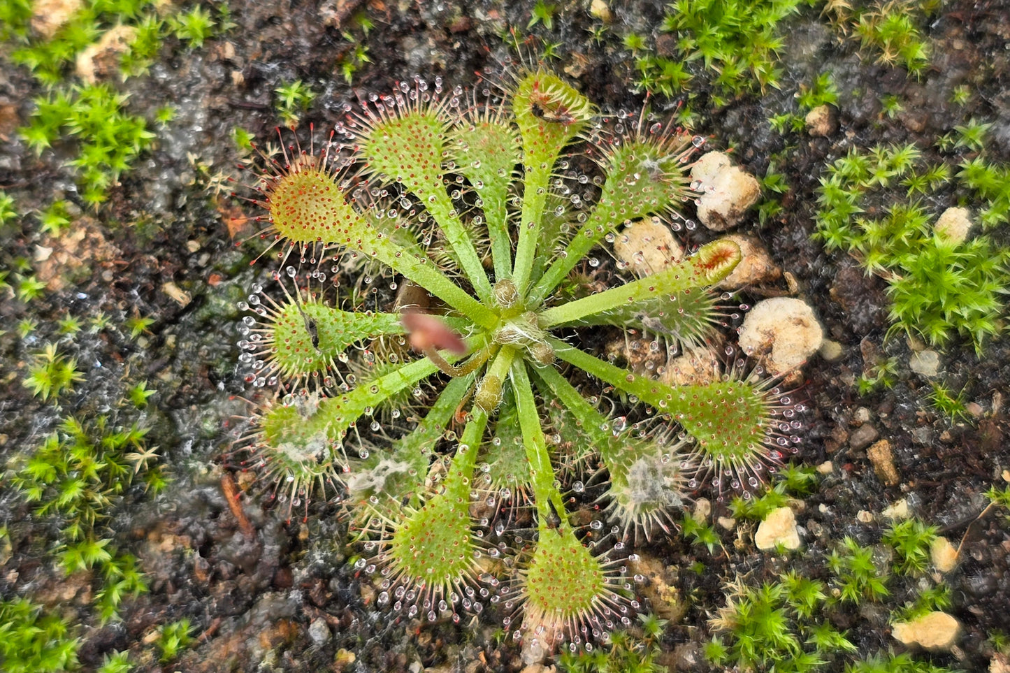 Drosera spatulata (Hawdon Valley, Arthur's Pass, NZ) -  Spatula Sundew