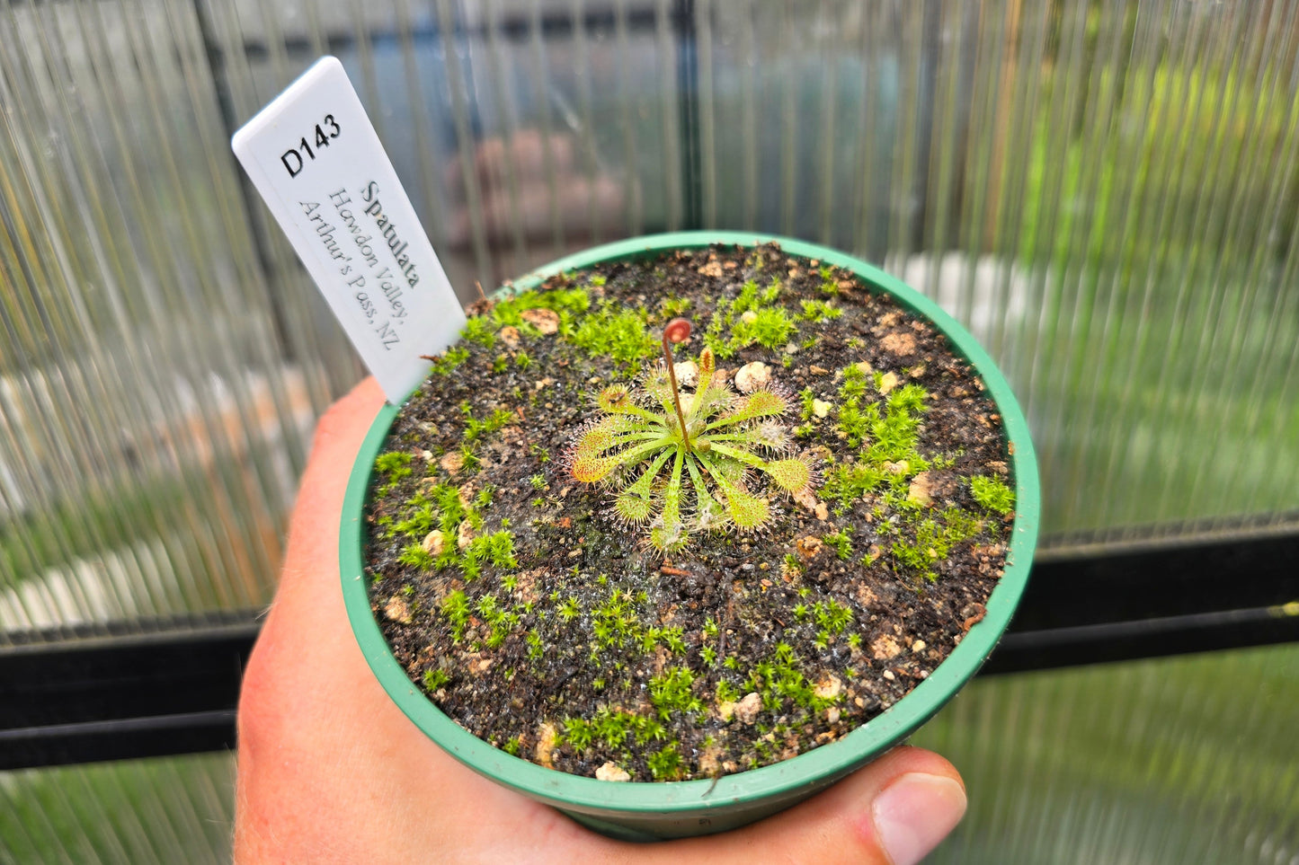 Drosera spatulata (Hawdon Valley, Arthur's Pass, NZ) -  Spatula Sundew