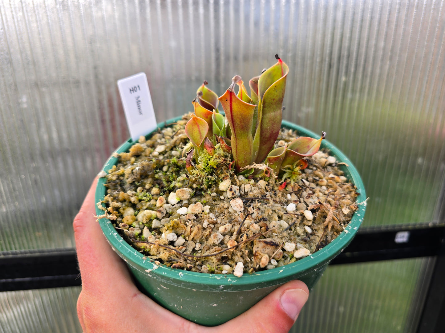 Heliamphora minor - Lesser Sun Pitcher