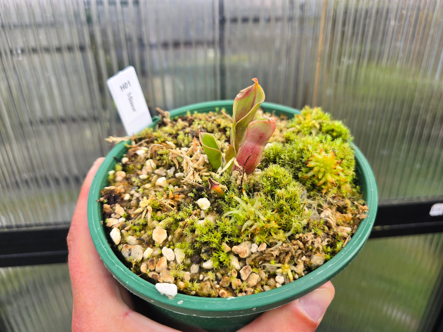 Heliamphora minor - Lesser Sun Pitcher