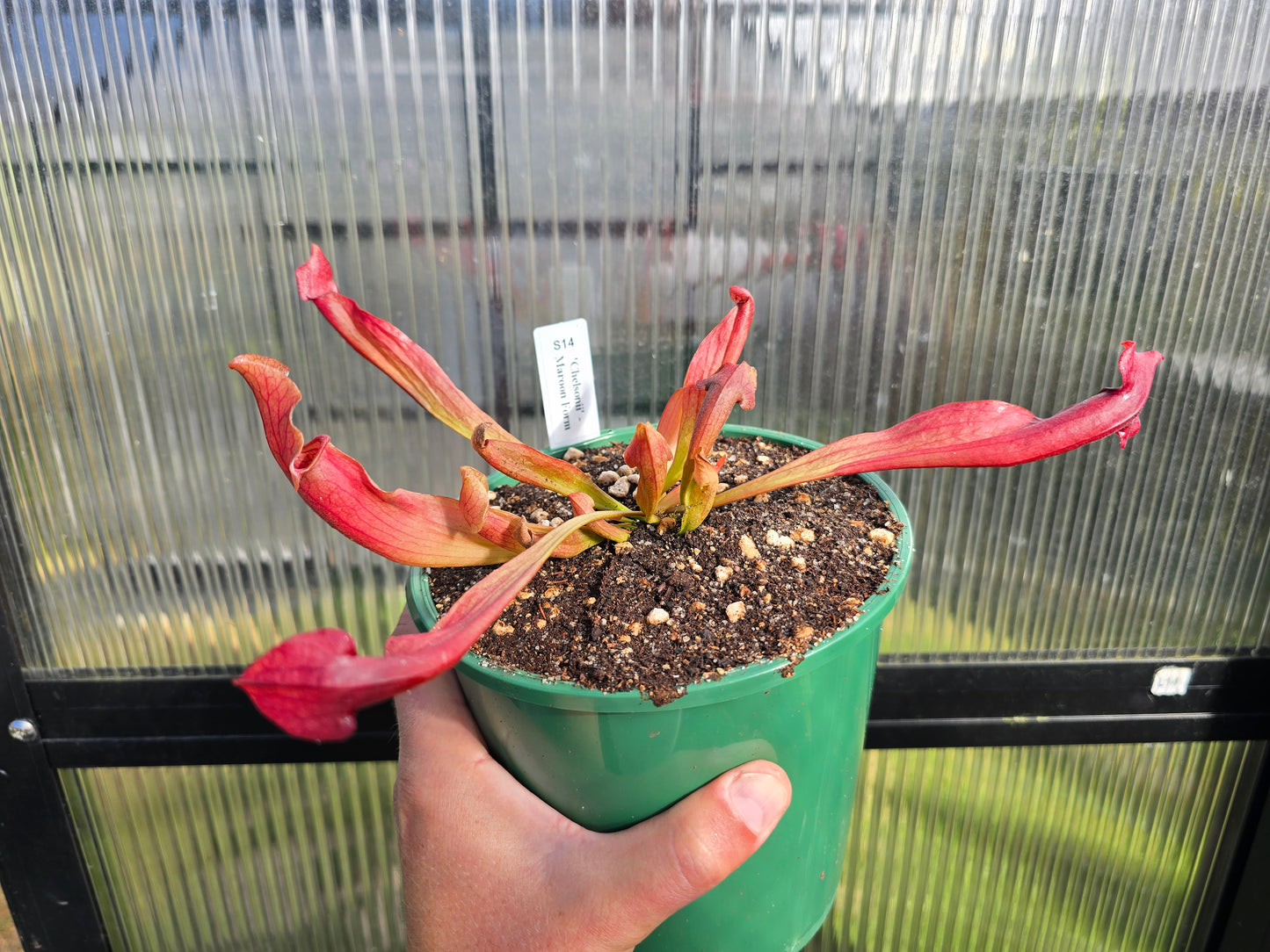 Sarracenia 'Chelsonii' - Maroon Form - American Pitcher Plant