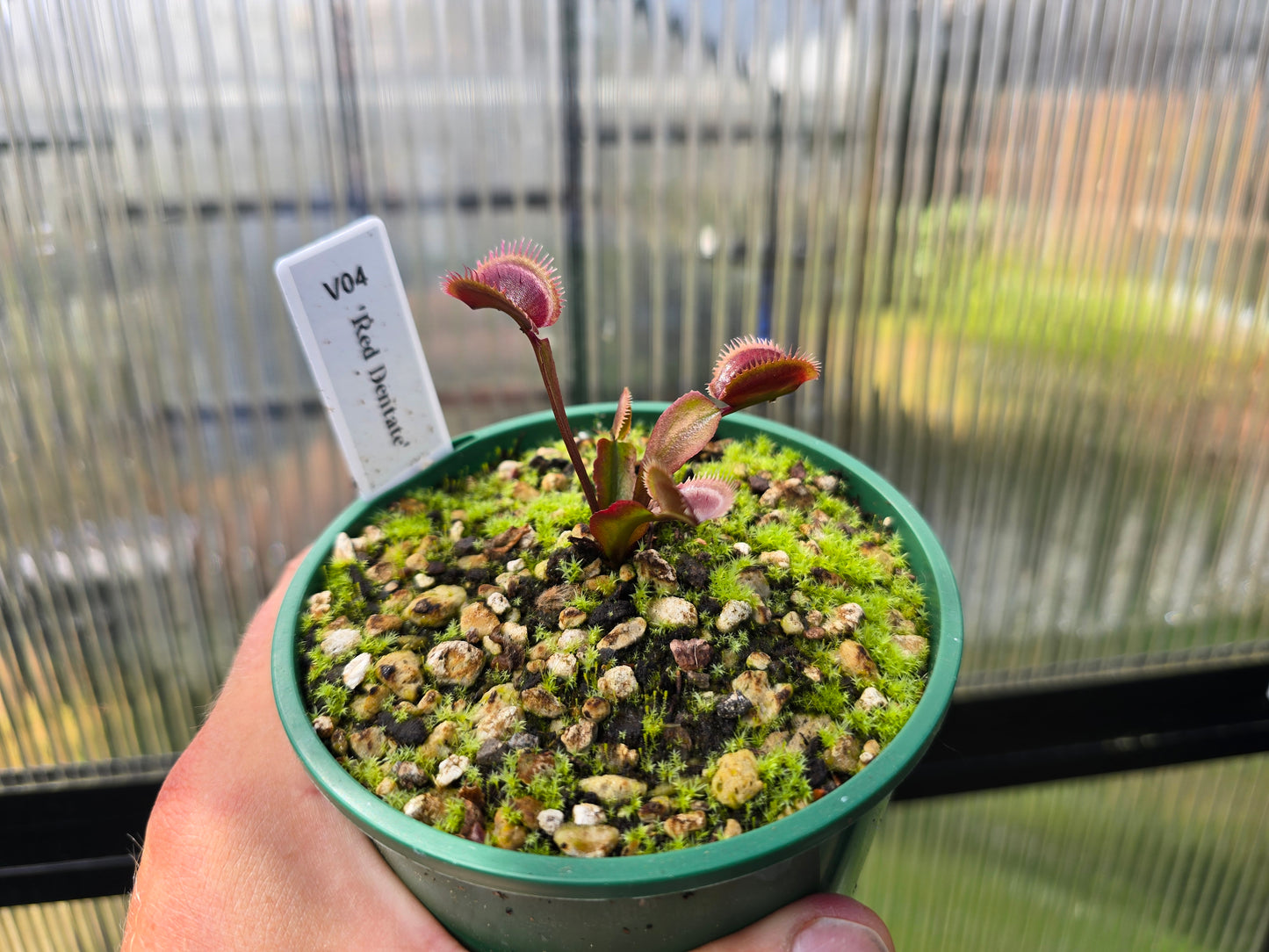 Dionaea muscipula 'Red Dentate' - Venus Fly Trap