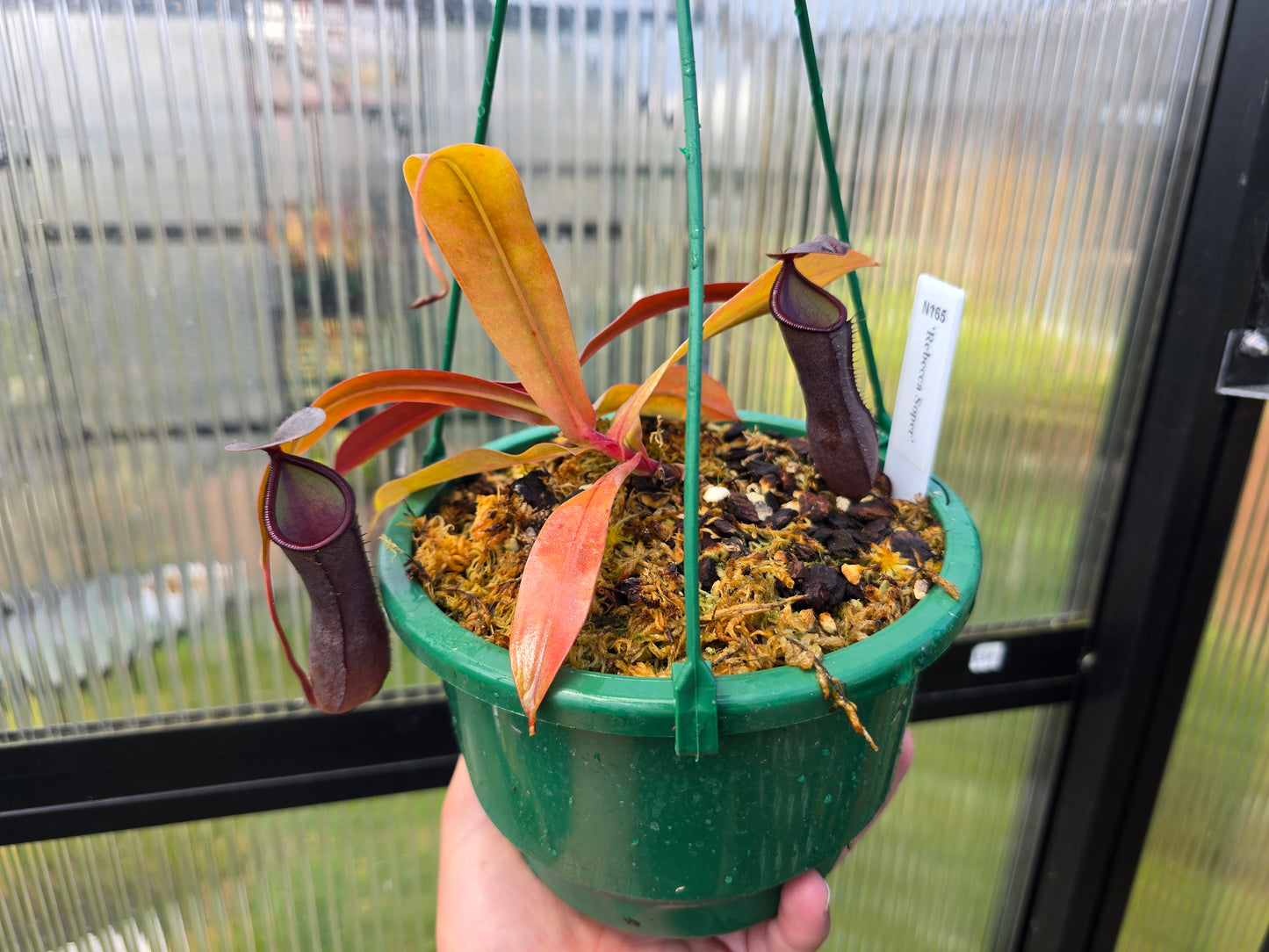 Nepenthes 'Rebecca Soper' - Highland Tropical Pitcher Plant