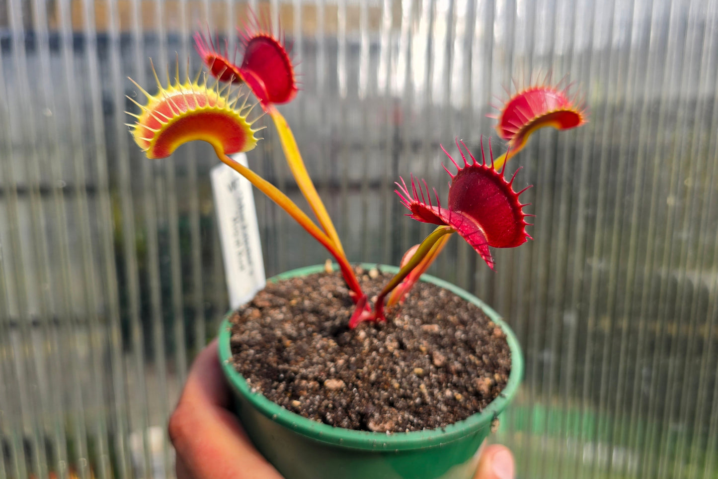 Dionaea muscipula 'Miss Frizzles' x 'Royal Red' Clone 1 - Venus Fly Trap