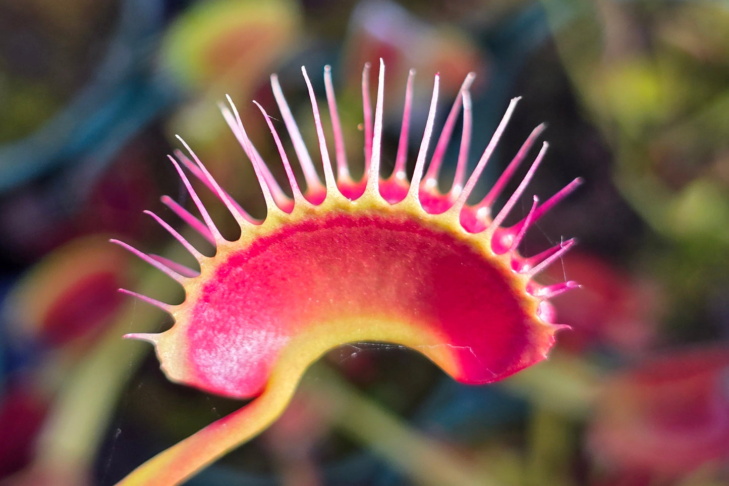 Dionaea muscipula 'Miss Frizzles' x 'Royal Red' Clone 1 - Venus Fly Trap