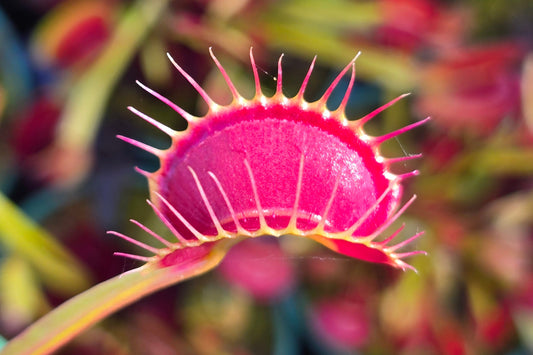 Dionaea muscipula 'Miss Frizzles' x 'Royal Red' Clone 1 - Venus Fly Trap