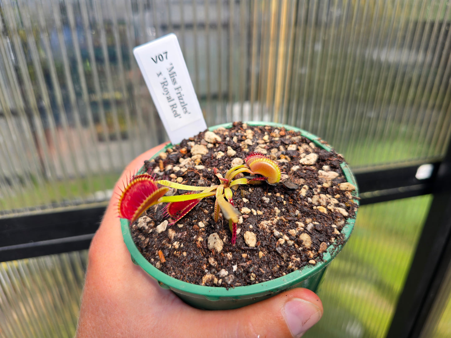 Dionaea muscipula 'Miss Frizzles' x 'Royal Red' Clone 1 - Venus Fly Trap