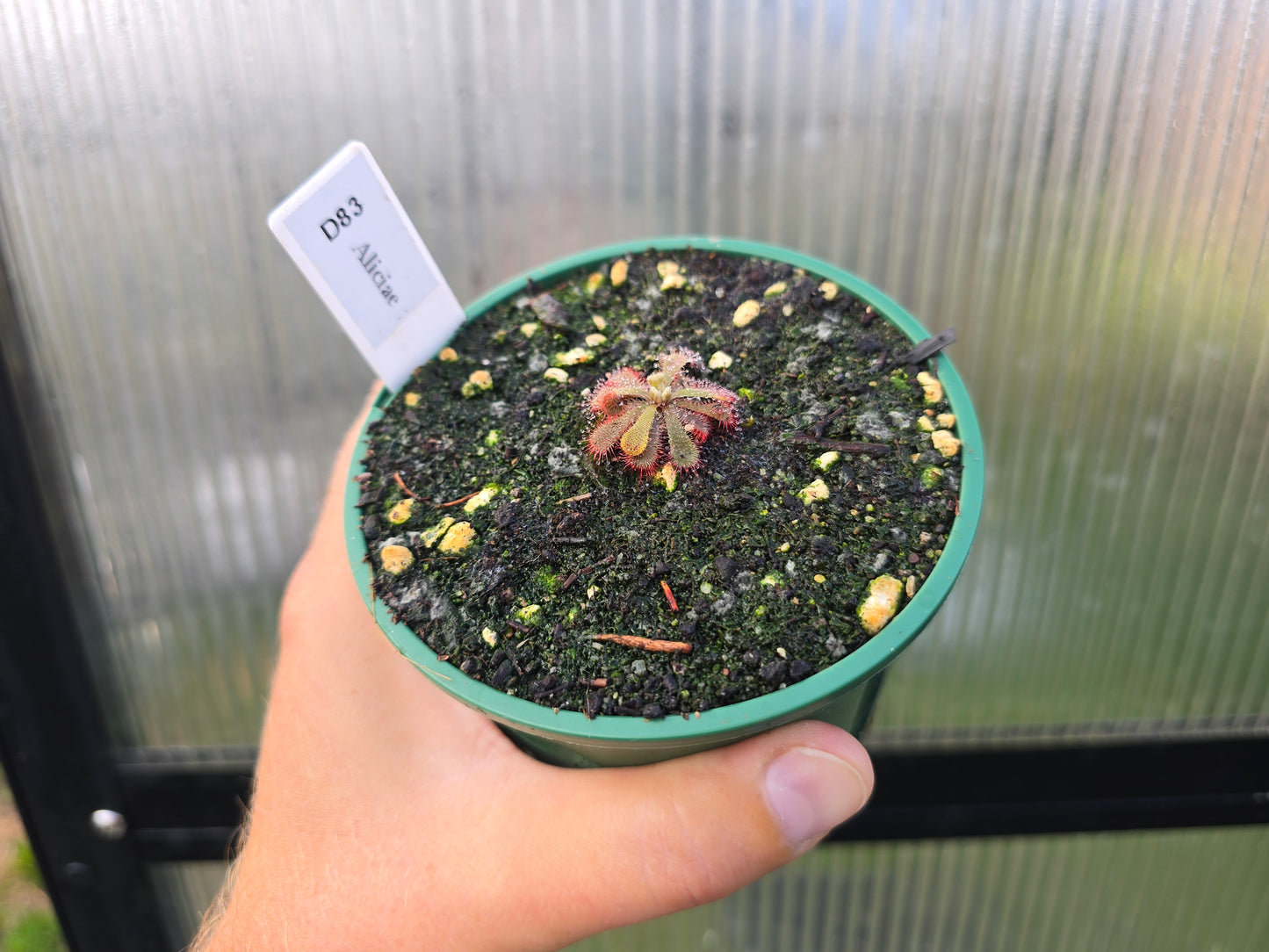 Drosera aliciae - Alice Sundew