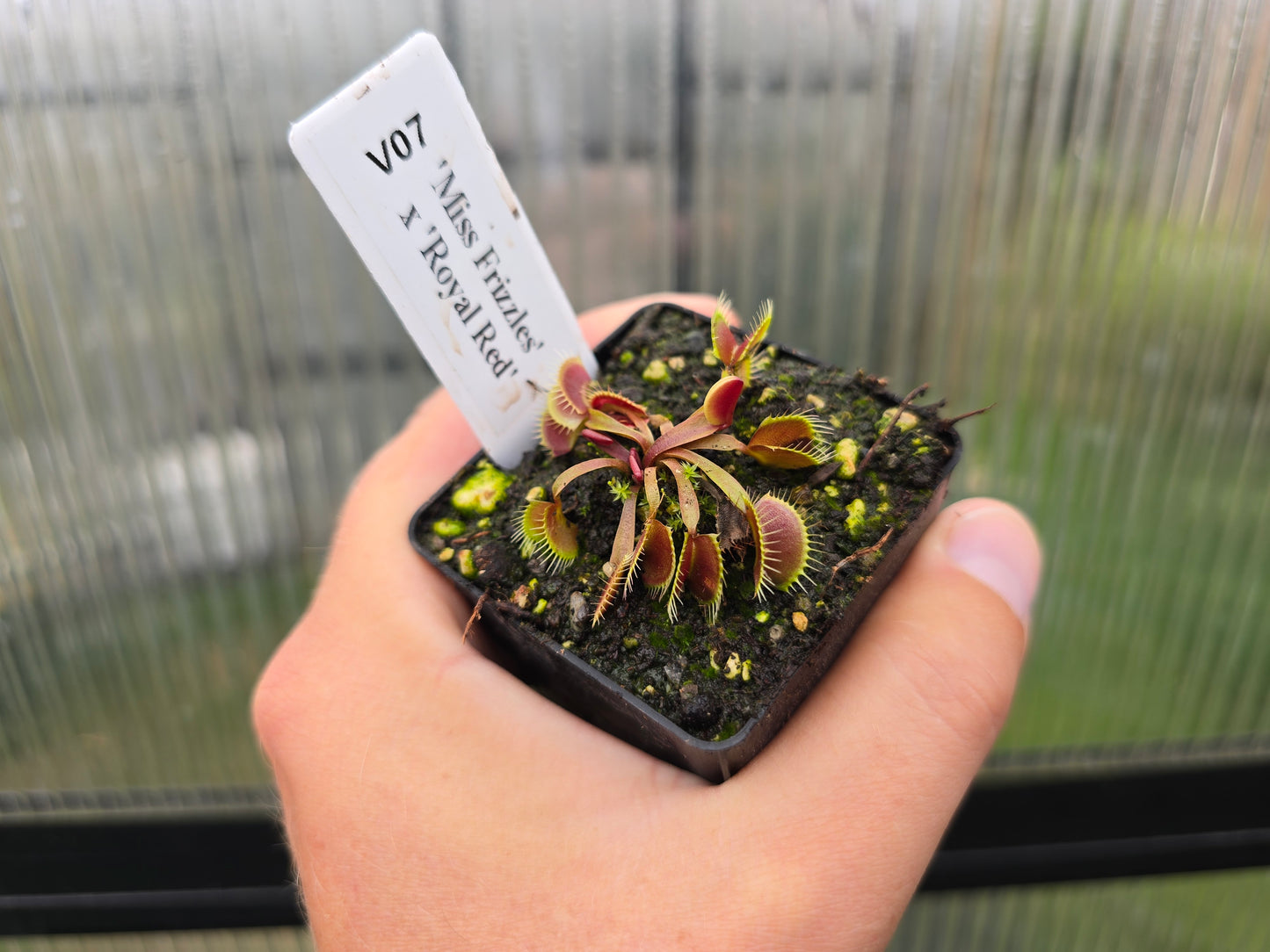 Dionaea muscipula 'Miss Frizzles' x 'Royal Red' Clone 1 - Venus Fly Trap