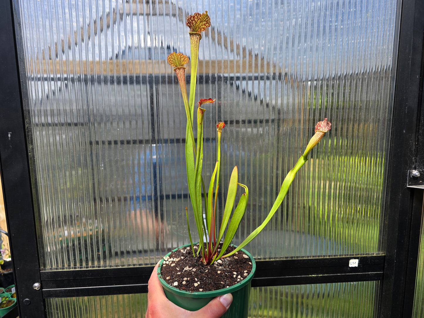 Sarracenia 'Moorei' - cv. 'Ngaire Gray' - Moore's American Pitcher Plant