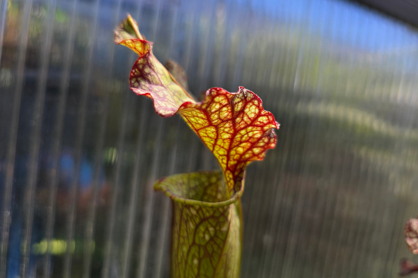 Sarracenia 'Moorei' - cv. 'Ngaire Gray' - Moore's American Pitcher Plant