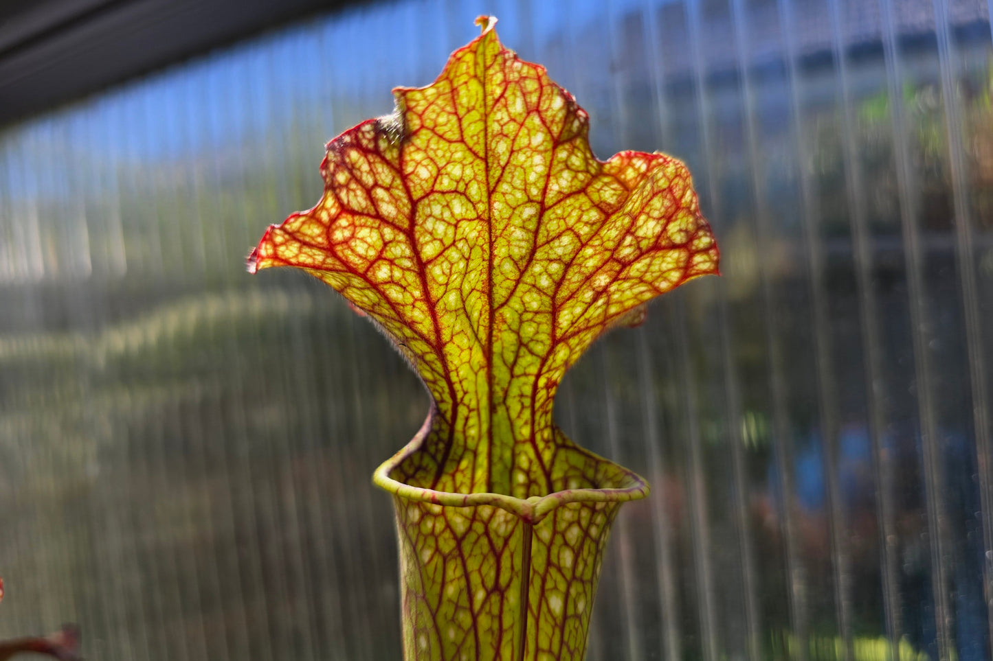 Sarracenia 'Moorei' - cv. 'Ngaire Gray' - Moore's American Pitcher Plant