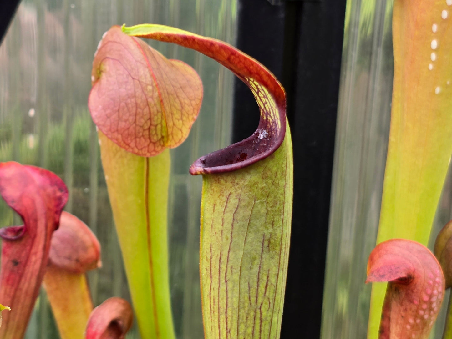 Sarracenia alata var. ornata 'Heavy Veins Turning Red Form' - American Pitcher Plant